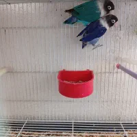 طوطی برزیلی|پرنده|سقز, |دیوار