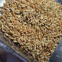 گندم وجو شبیشه|خدمات باغبانی و درختکاری|سوسنگرد, |دیوار