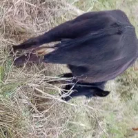 حیوانات مزرعه|حیوانات مزرعه|تالش, جوکندان|دیوار