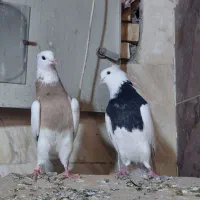 طوقی پرشی پرنده