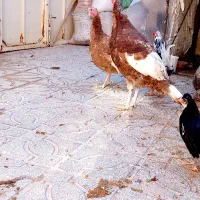 بقلمون بوربون بقلمون مرغ وخروس آمری کایی