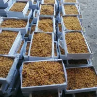 انبار خشکبار گردو بادام انجیر تخمه پسته کشمش و|خوردنی و آشامیدنی|اصفهان, رهنان|دیوار