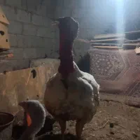 اجفت بوقلمون نروماده،گوشتی|حیوانات مزرعه|سنگر, |دیوار