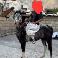 اسب|اسب و تجهیزات اسب‌سواری|سیروان, |دیوار