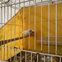 جفت فنچ لپ سیاه کاکلی(روی جوجه)|پرنده|طبس, |دیوار