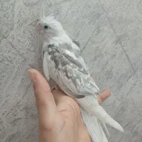 عروس هلندی البینو رام|پرنده|تهران, مینای شمالی (مخبر)|دیوار