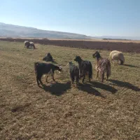 ۷عددبز جوان شیره دار|حیوانات مزرعه|فیروزآباد, |دیوار