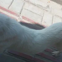 عروسک سگ
