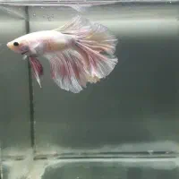 فایتر|ماهی|رشت, امین الضرب|دیوار