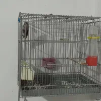 سهره|پرنده|رامیان, |دیوار