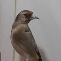 سهره ماده مست