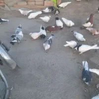 ساده|پرنده|کاشمر, |دیوار