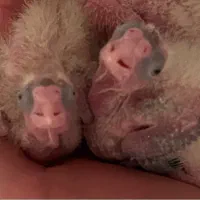 جوجه عروس هلندی سرلاکی