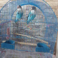طوطی برزیلی نروماده بالغ با قفس معاوضه با مرغ|پرنده|قزوین, |دیوار