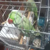 یک جفت شاه طوطی نر و ماده|پرنده|شیراز, جوادیه|دیوار