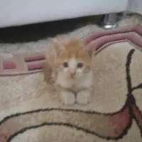 واگذاری بچه گربه 2 ماه dsh با مادرش