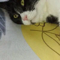 گربه نر نارنجی|گربه|مشهد, ادیب نیشابوری (شهرک غرب)|دیوار