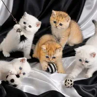 حرآآج گربه بریتیش یک عضو دوست داشتنی و باوقار