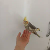 عروس هلندی تاریخ تولد۱۴۰۴/۱۱/۱۶