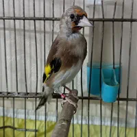 دوتا سهره زیر دهن|پرنده|صفادشت, |دیوار