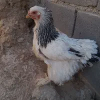 ۱۲۰۰۰۰۰۰|حیوانات مزرعه|گندمان, |دیوار