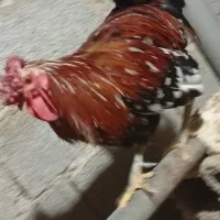 خروس|حیوانات مزرعه|آبپخش, |دیوار