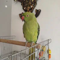 طوطی ملنگو همراه قفس|پرنده|همدان, |دیوار