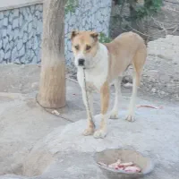 گمشده