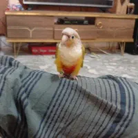 گرینچیک|پرنده|سیرجان, |دیوار