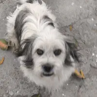 سگ.|سگ|بیستون, |دیوار