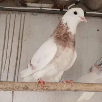 کفتر هما|پرنده|تهران, دولاب|دیوار