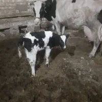 گاو|حیوانات مزرعه|آران و بیدگل, |دیوار