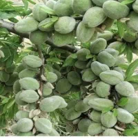 فروش نهال بادام مامایی