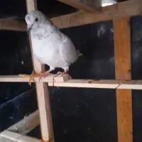 کبوتر پرشی ماده|پرنده|گمیشان, |دیوار