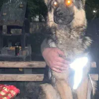 سگ ژرمن شپرد