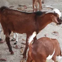 کهره نری|حیوانات مزرعه|قشم, |دیوار