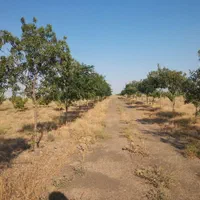 زمین باغ ویلایی شاندیزکنتورآب سندمعاوضه خودرو|فروش دفتر صنعتی، کشاورزی، تجاری|مشهد, استاد یوسفی (شهرک غرب)|دیوار