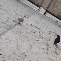 دوتا کفتر دمگیر نر|پرنده|اصفهان, شهید رجایی|دیوار