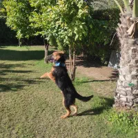 سگ ژرمن شپرد|سگ|شوش, |دیوار