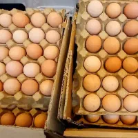 تخم مرغ محلی نطفه دار درویشی