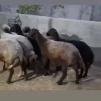 ۷راس گوسفند افشاری جوان آبستن مایه کرده