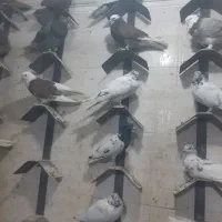 پرنده زینتی|پرنده|پاکدشت, پاکدشت (مامازند)|دیوار