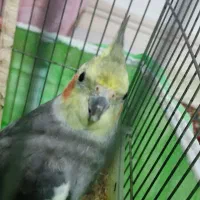 عروس هلندی