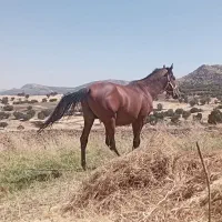 اسب|اسب و تجهیزات اسب‌سواری|نورآباد, |دیوار