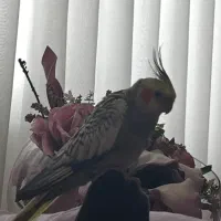 عروس هلندی|حیوانات|رشت, نیروی دریایی|دیوار