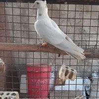 کبوتر رنگی و دورگ