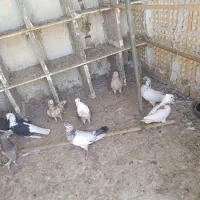 فروش کبوتر پرش بالا