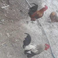 خروس عربی|پرنده|شادگان, |دیوار