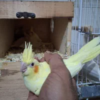 جوجه عروس هلندی