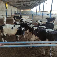 گوساله دورگ هلشتاین پای پروار 85راس